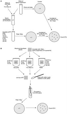 Short Communication: Efficacy of Two Commercial Disinfectants on Paenibacillus larvae Spores